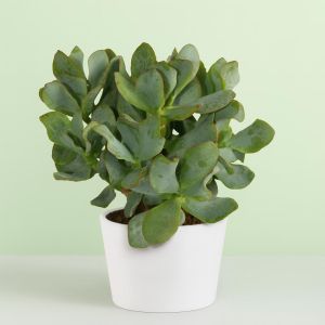 Crassula aborescens