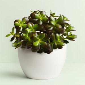 Crassula ovata Minor