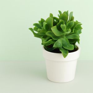 Crasula arborescens  10