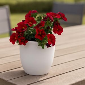 Calibrachoa Red
