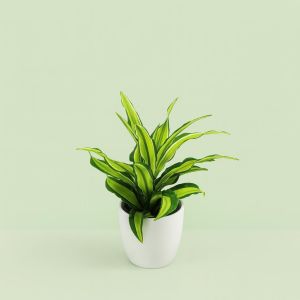 Dracaena fragrans Malaika