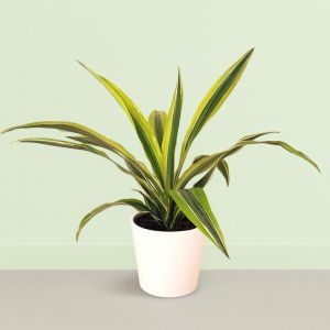 Dracaena Lemon Lime 12 cm pot
