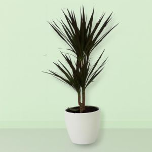 Dracaena Magenta
