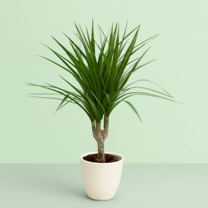 Dracaena marg op Stam