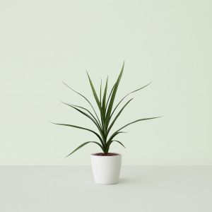 Dracaena marginata 9 cm