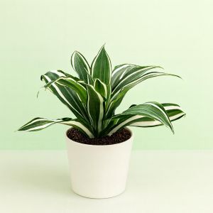 Dracaena White Jewel