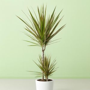 dracaena-hoog-v1