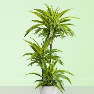 dracaena-lemon-lime-v2