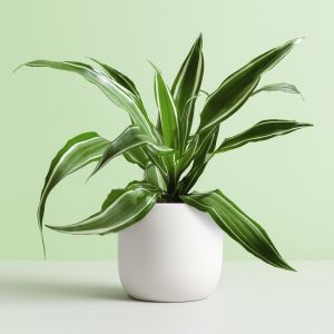 Dracaena-White-Stripe