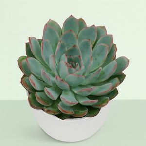 Echeveria 'Apus' 10.5 cm