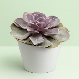 Echeveria pearl von Neurenberg