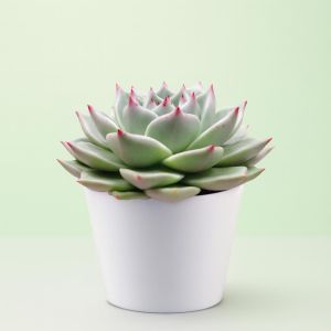 Echeveria sirius