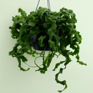 Epiphyllum Monstrosa 17 cm