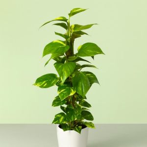epipremnum pinnatum-v1