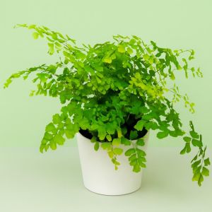 Fern adiantum Rad Fragrans