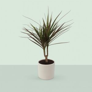 Dracaena Magenta enkel stam  17 cm