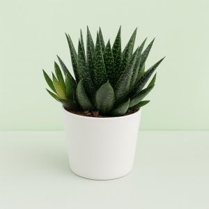 Gasteria d'due 10