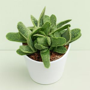 Gasteria little warty.jpg