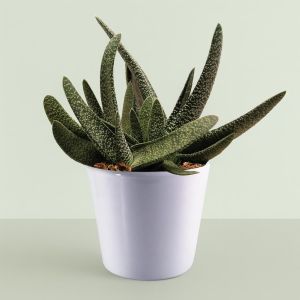 Gasteria verrucosa.jpg