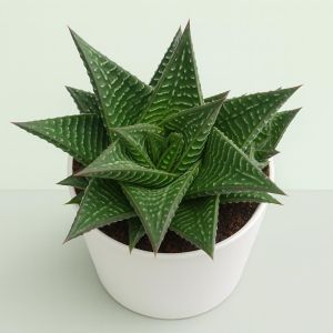 Haworthia limifolia.jpg