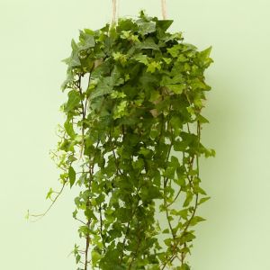 Hedera helix (als Mein Herz) Studio