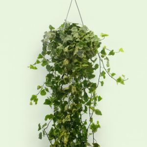 Hedera White Wonder Studio