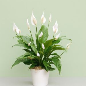 Spathiphyllum chopin Visions 3