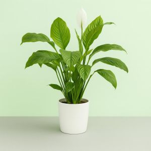 Spatiphyllum visions1