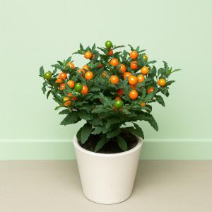 Solanum Pseudocapsicum