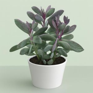 Senecio crassissimus.jpg