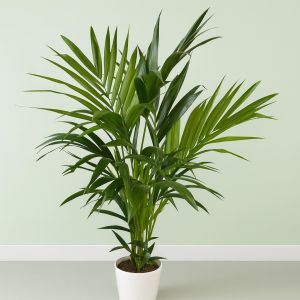 Howea Forsteriana kentia palm