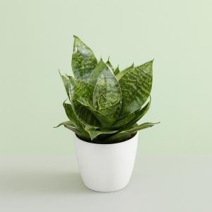 Sansevieria trifasciata Hahnii Studio