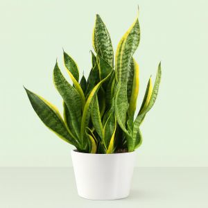 Sansevieria Futura Superba - hoogte55-60