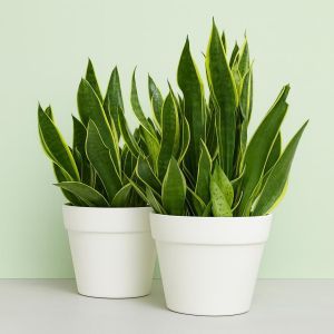 Sansevieria trifasciata Studio