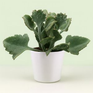 kalanchoe beharensis 13 cm.jpg