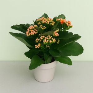 kalanchoe blossfeldiana Orange