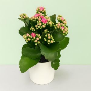 kalanchoe blossfeldiana pink.JPG
