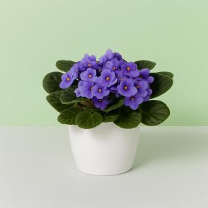 Saintpaulia lichtblauw