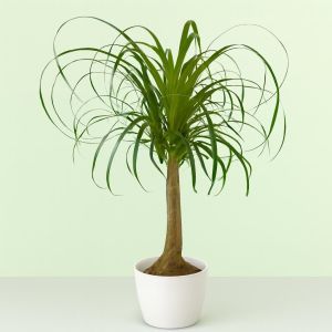 nolina recurvata v2 Studio