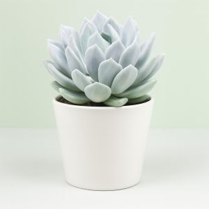 Pachyveria corvus.jpg