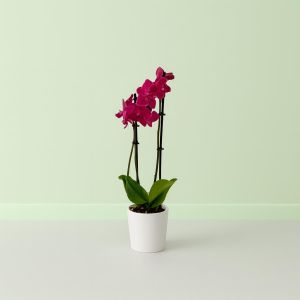 Phalaenopsis Red