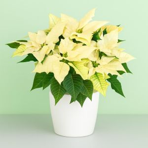 poinsettia_visi96145