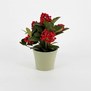 Skimmia japonica Oberries Red Studio