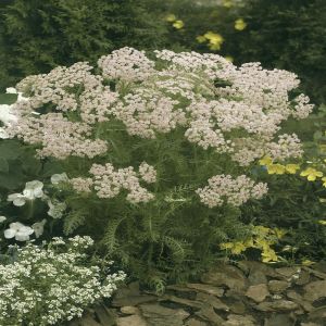 Achillea millefolium Pink