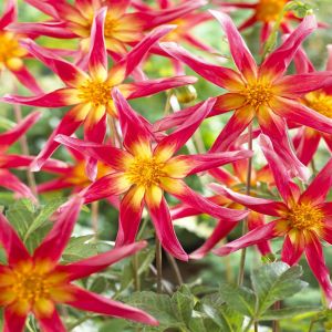 Dahlia Honka Surprise