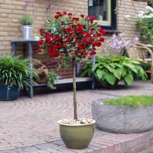 visi35129 (1) Als Rosa Perfect Red