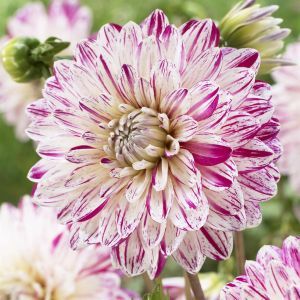 Dahlia Smokey