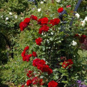 Climbing Rose Santana2014