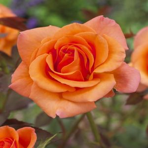 Climbing Rose Orange
