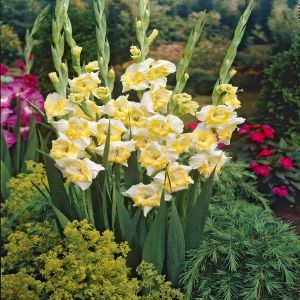 Gladiolus Buggy